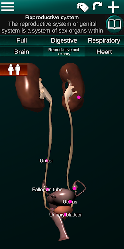 Internal Organs in 3D Anatomy — تصویر 6
