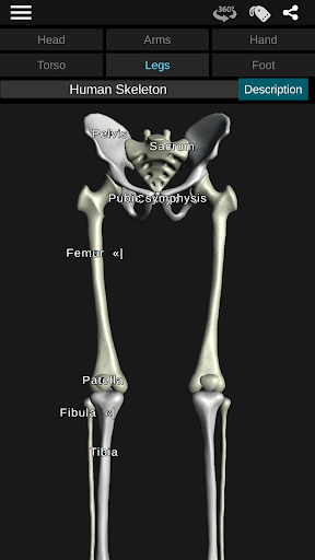 Osseous System in 3D (Anatomy) — تصویر 4