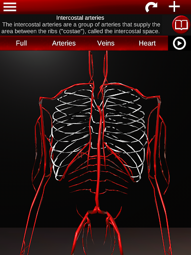 Circulatory System 3D Anatomy — تصویر 11