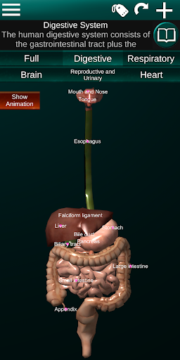 Internal Organs in 3D Anatomy — تصویر 4