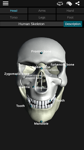 Osseous System in 3D (Anatomy) — تصویر 6