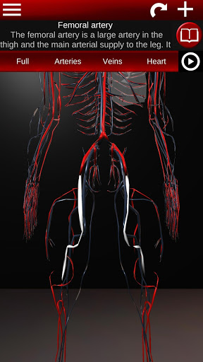 Circulatory System 3D Anatomy — تصویر 4