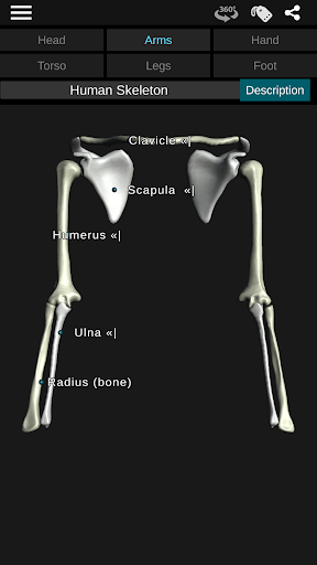 Osseous System in 3D (Anatomy) — تصویر 7
