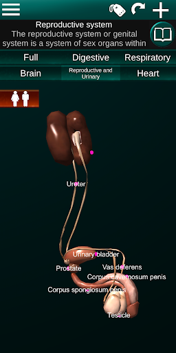Internal Organs in 3D Anatomy — تصویر 8