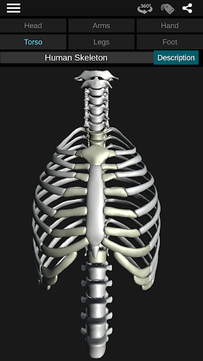 Osseous System in 3D (Anatomy) — تصویر 3