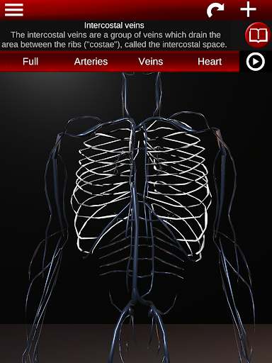 Circulatory System 3D Anatomy — تصویر 13