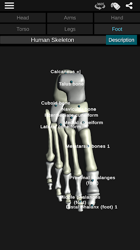 Osseous System in 3D (Anatomy) — تصویر 5