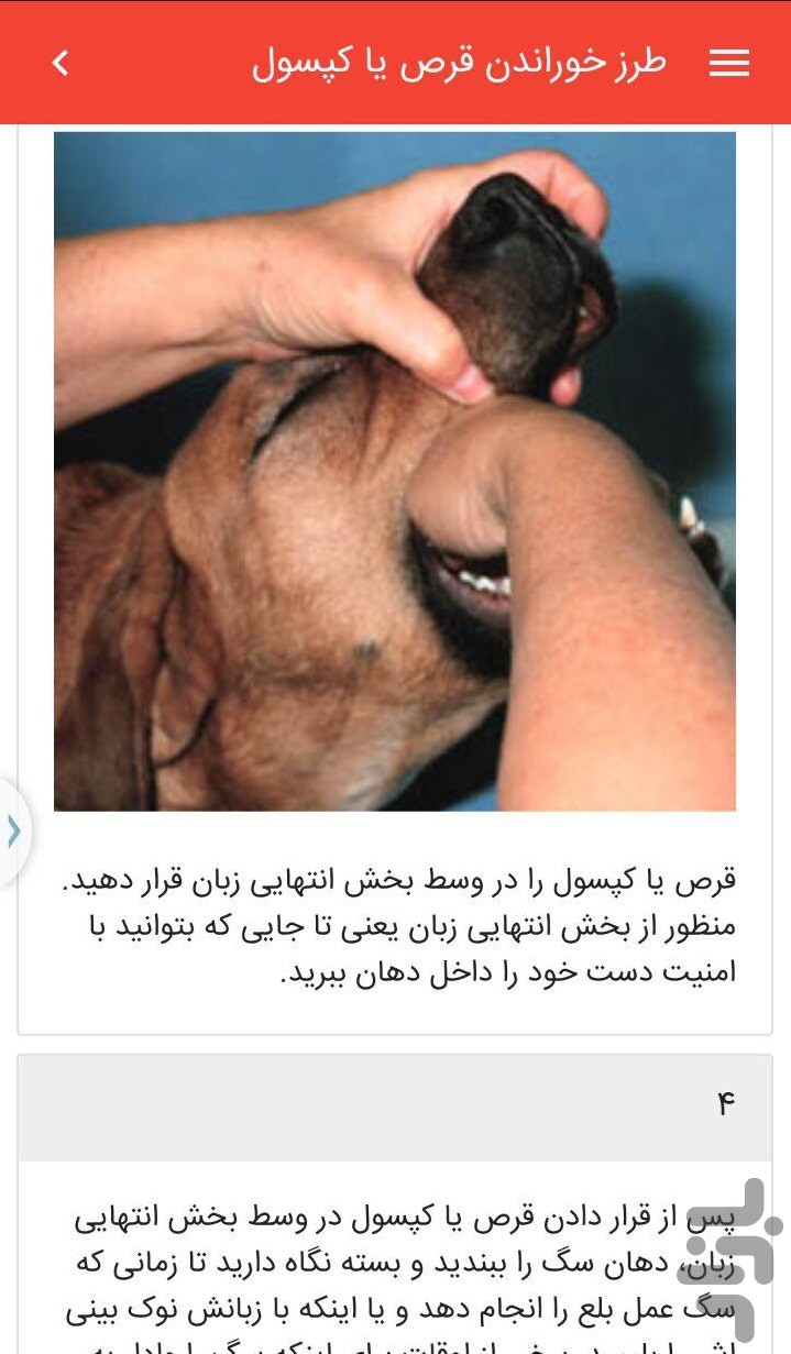 کمک های اولیه حیوانات خانگی — تصویر 4