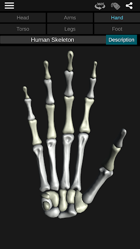 Osseous System in 3D (Anatomy) — تصویر 2